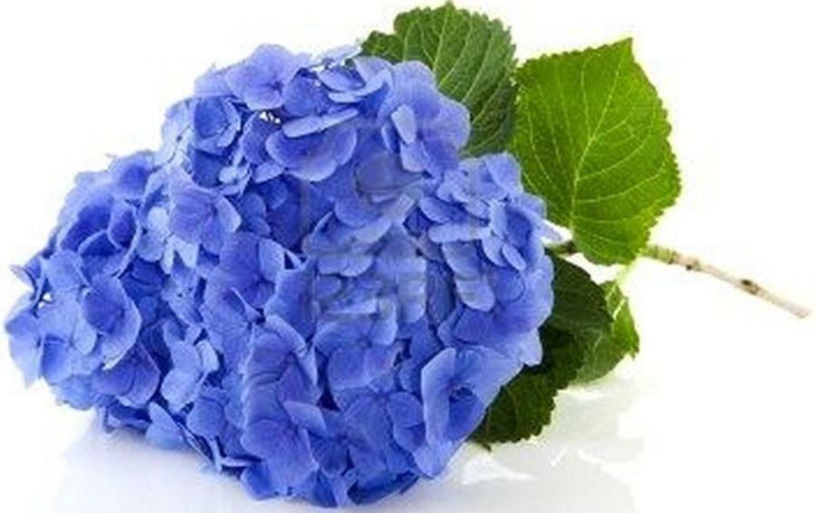 Villa Les Hortensias B&B Арканг Экстерьер фото