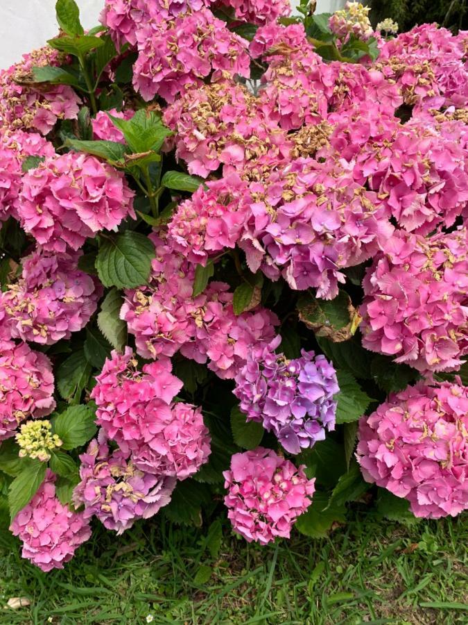 Villa Les Hortensias B&B Арканг Экстерьер фото